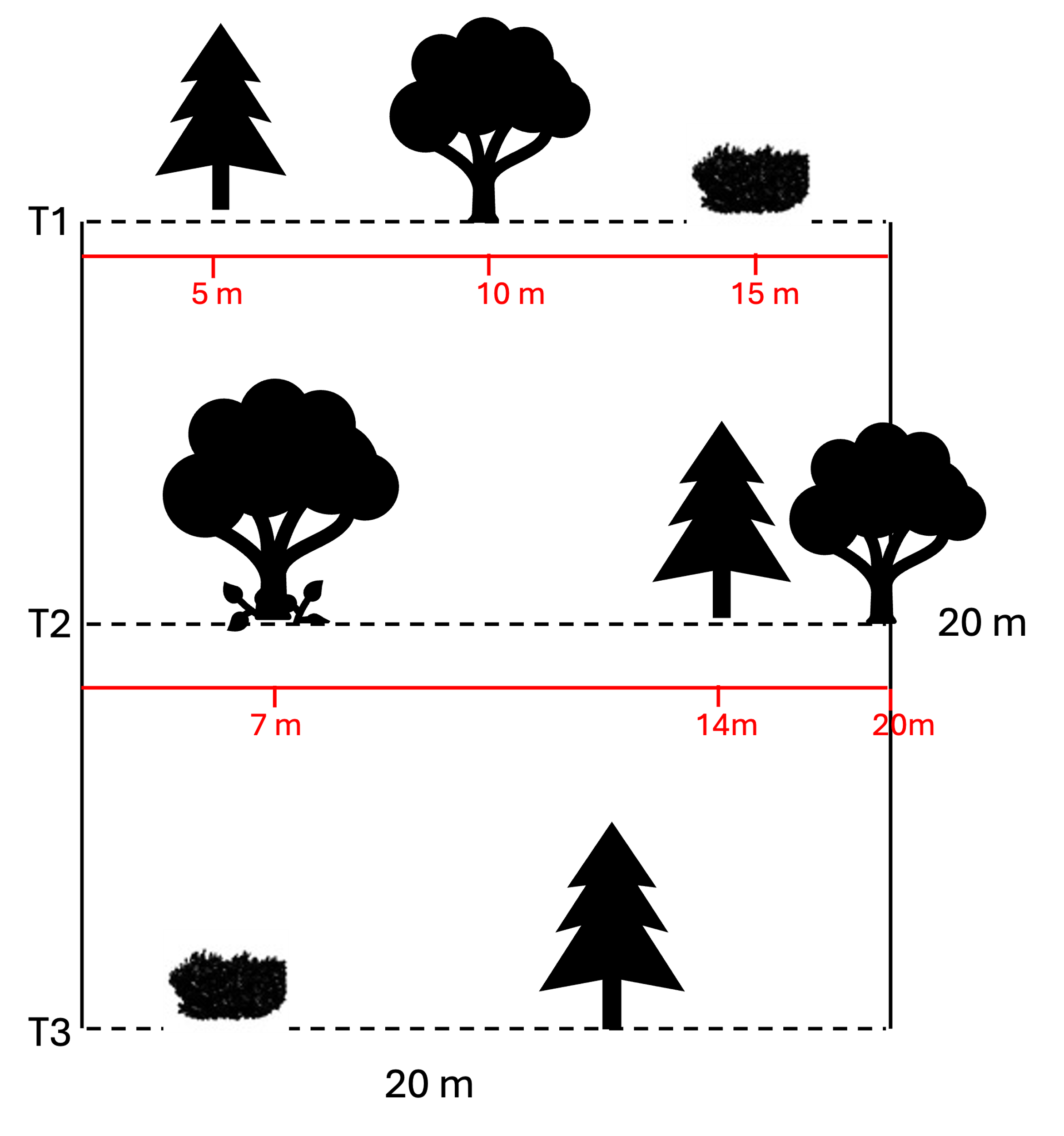 Example of transects to assess plant coverage.