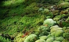 Biocrust
