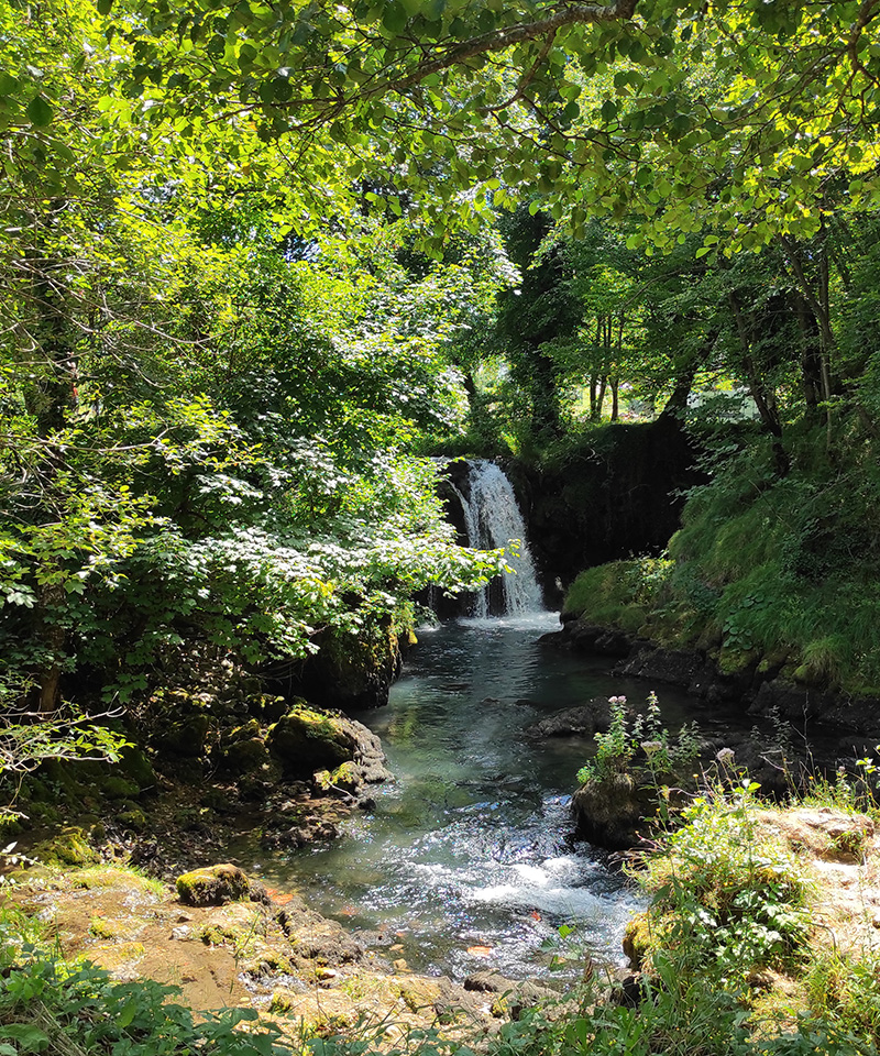 forest