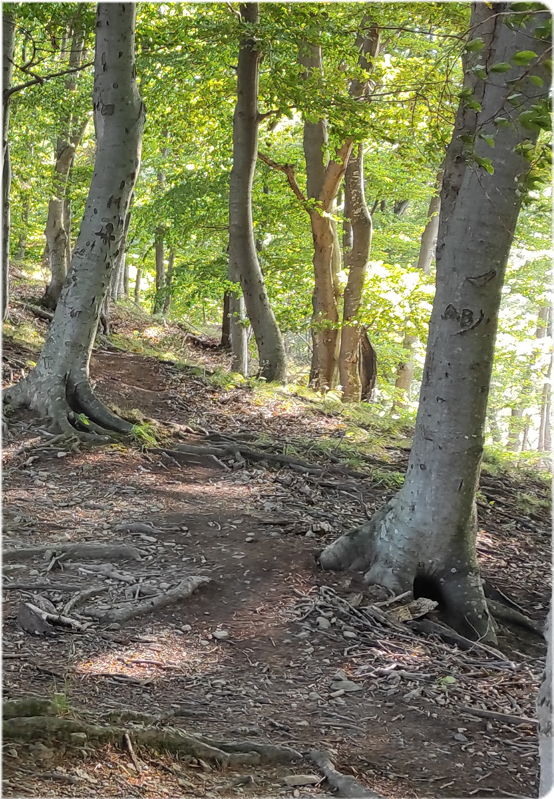 forest