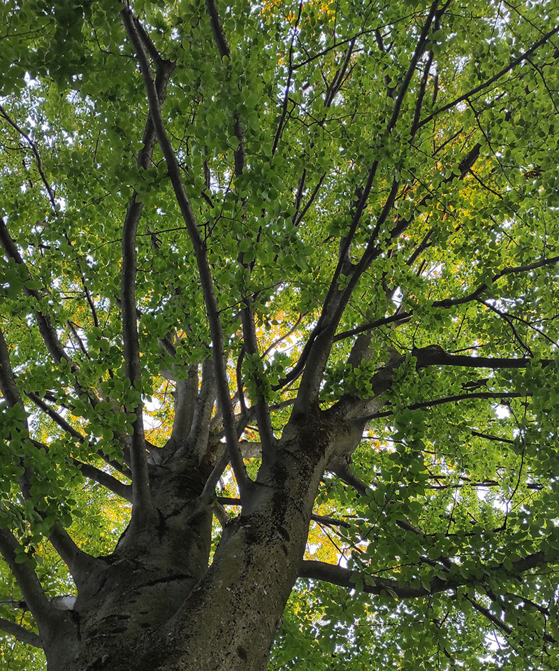 tree