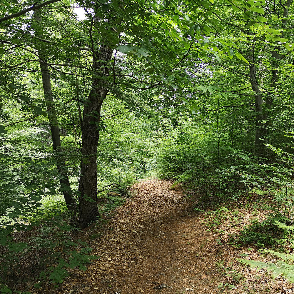 forest