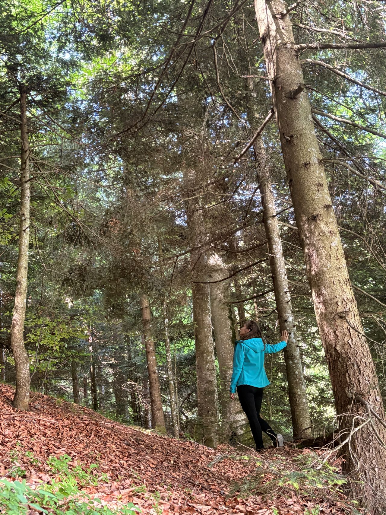 Forest Therapy