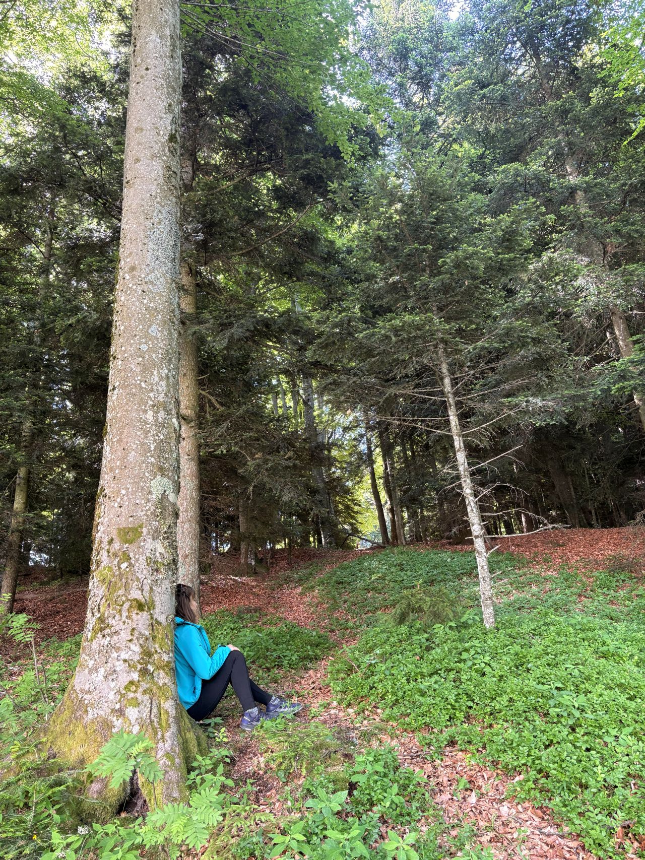 Forest Therapy