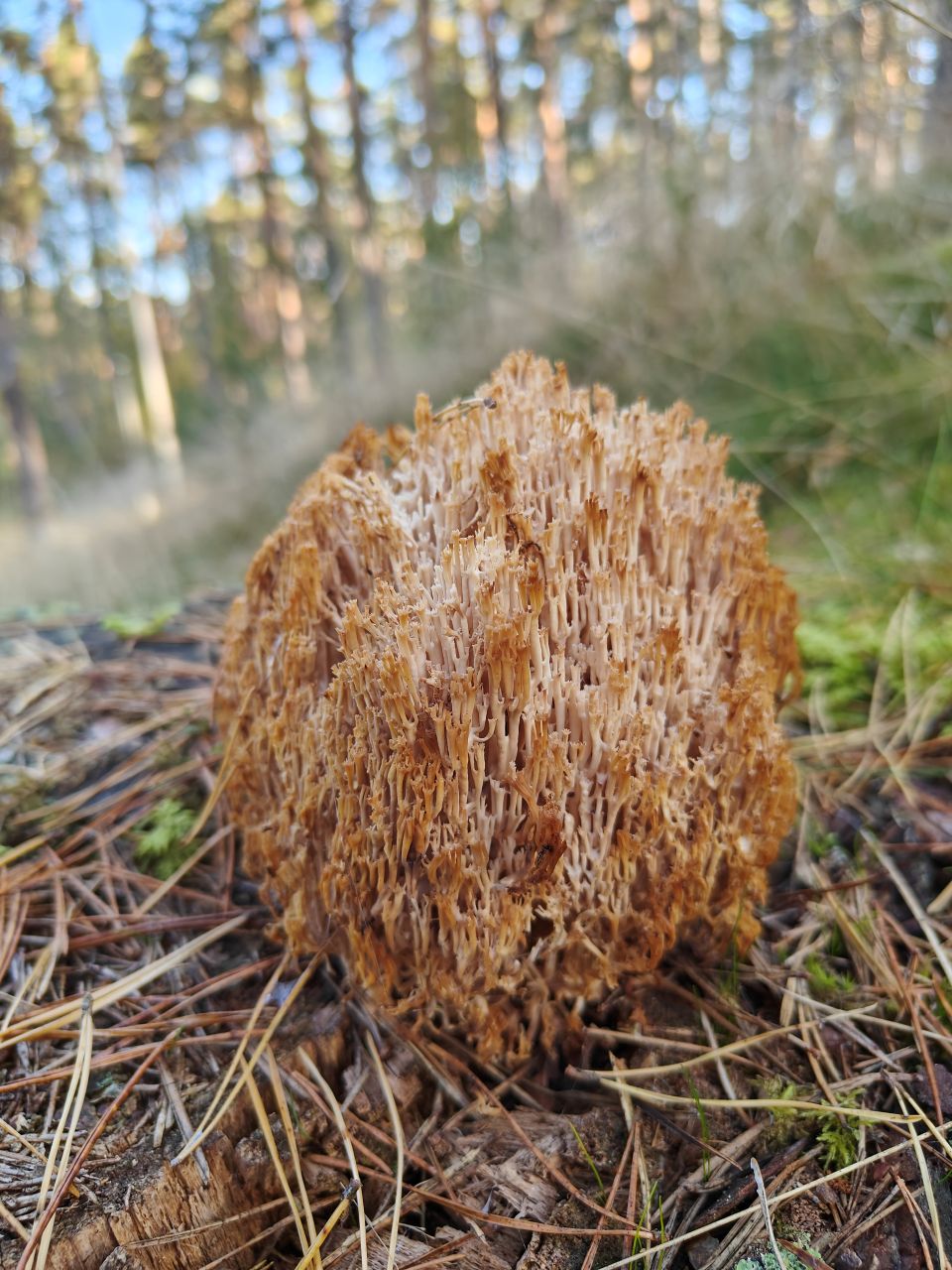 Sampling in Lithuania