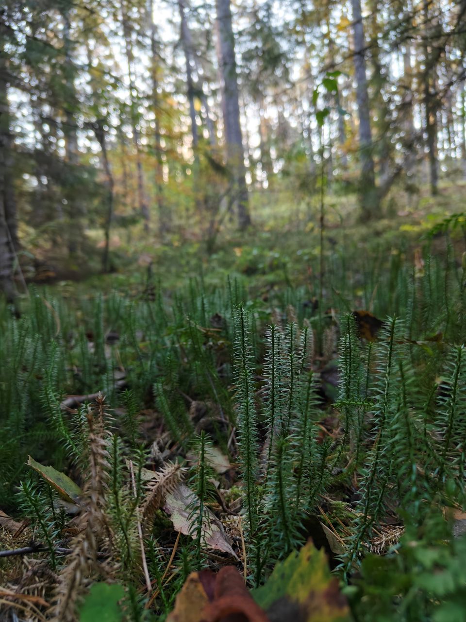 Sampling in Lithuania