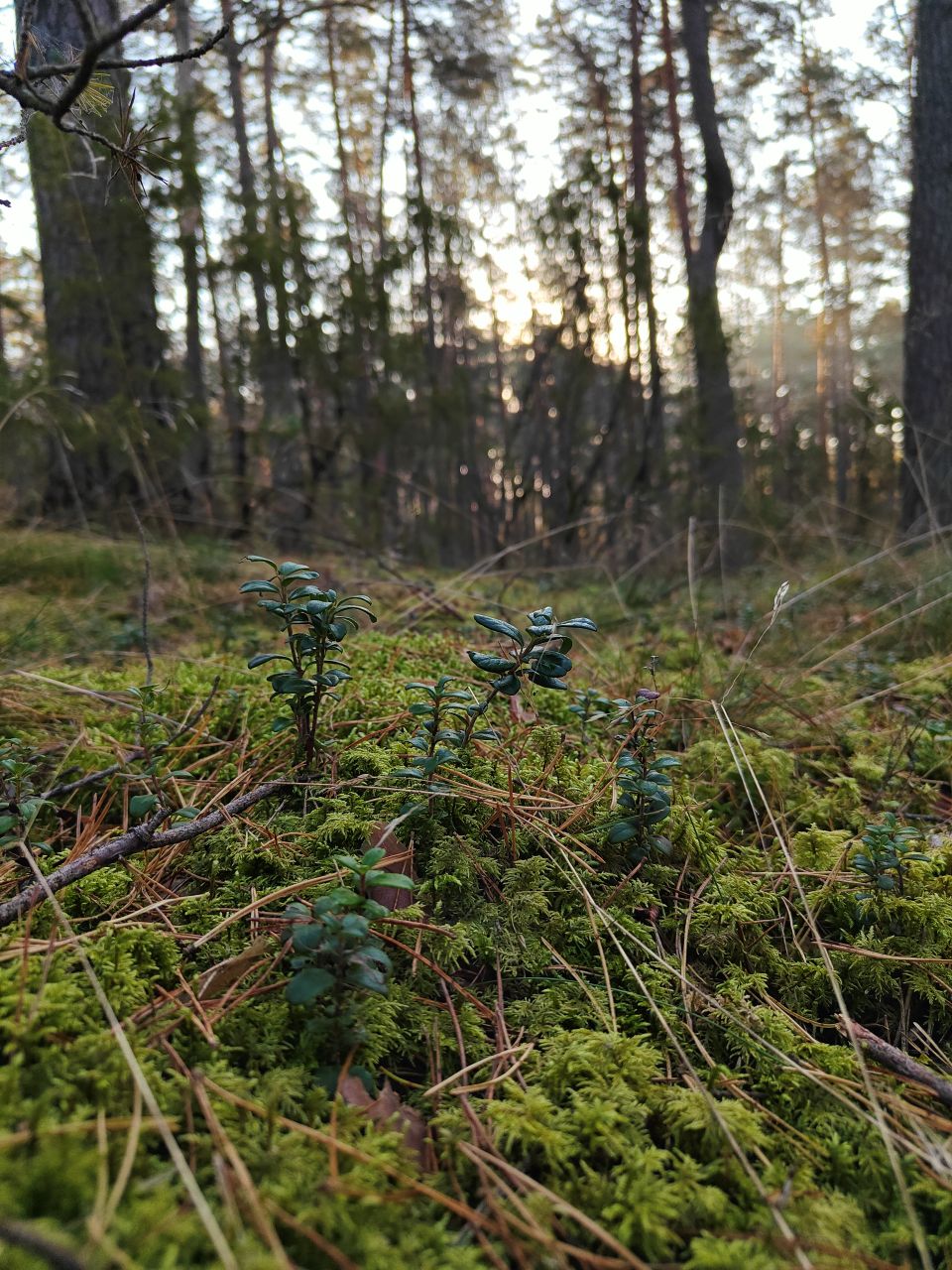 Sampling in Lithuania