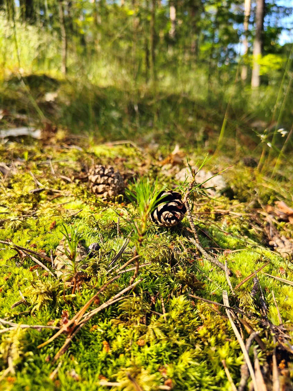 Sampling in Lithuania