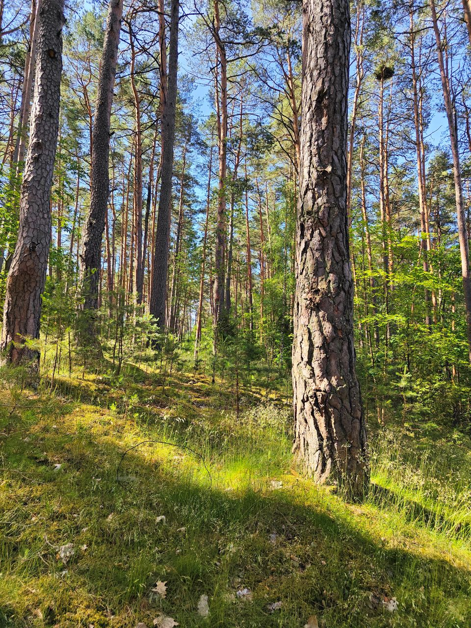 Sampling in Lithuania