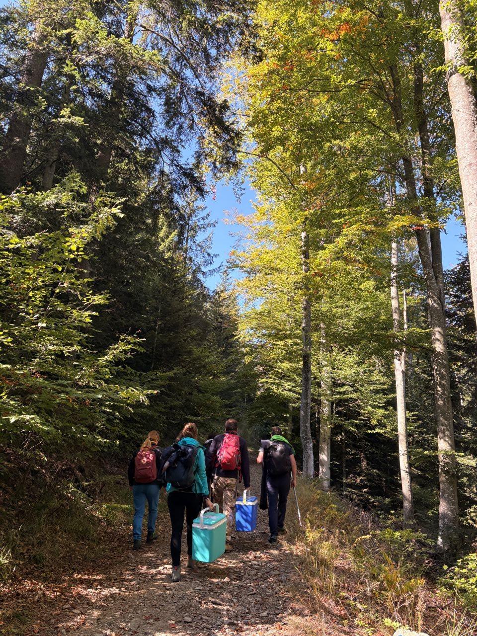 Forest Sampling