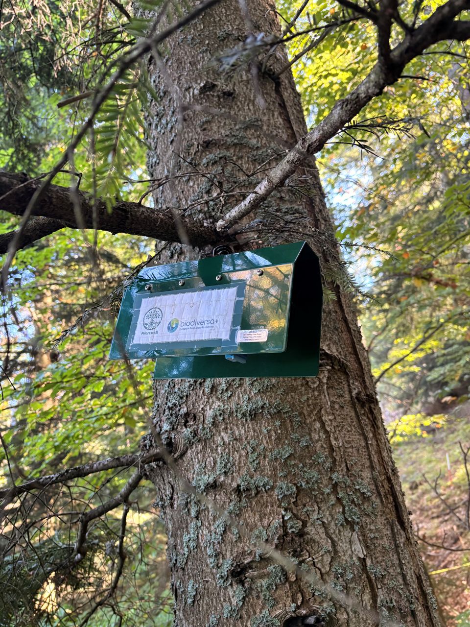 Forest Sampling