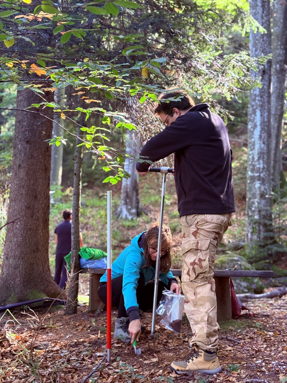 Forest Sampling