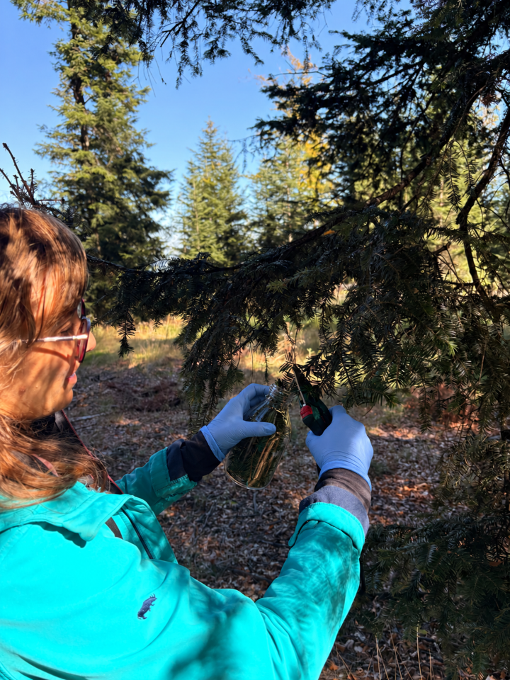Forest Sampling