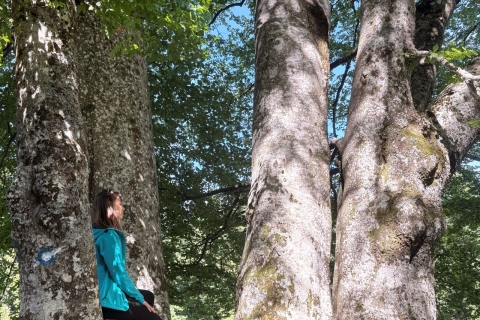 Forest Therapy