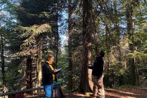 Forest Sampling